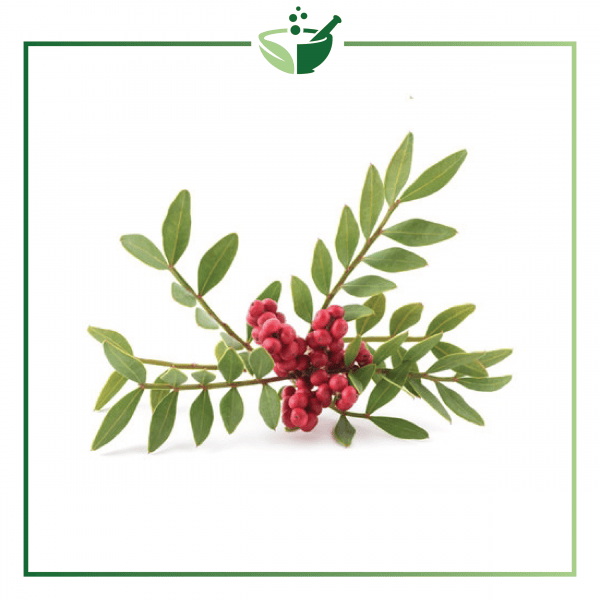 Lentisque Leaf (Mastic) Essential Oil-01